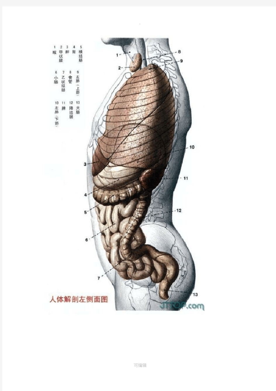 高清人体各个器官及结构解剖图(彩图版)
