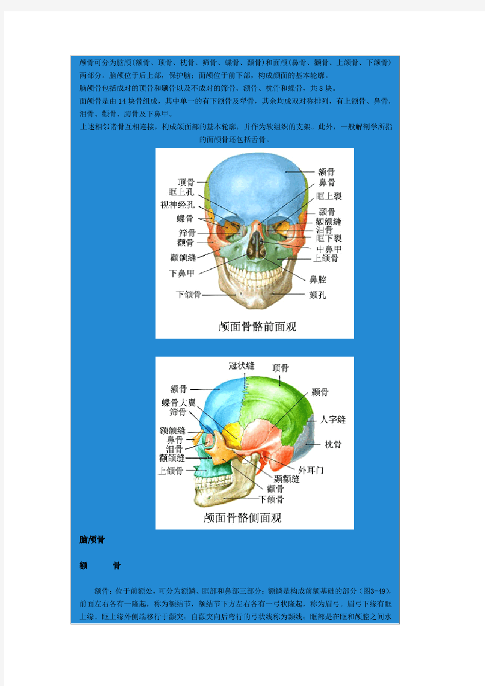 头部骨骼结构(附图)