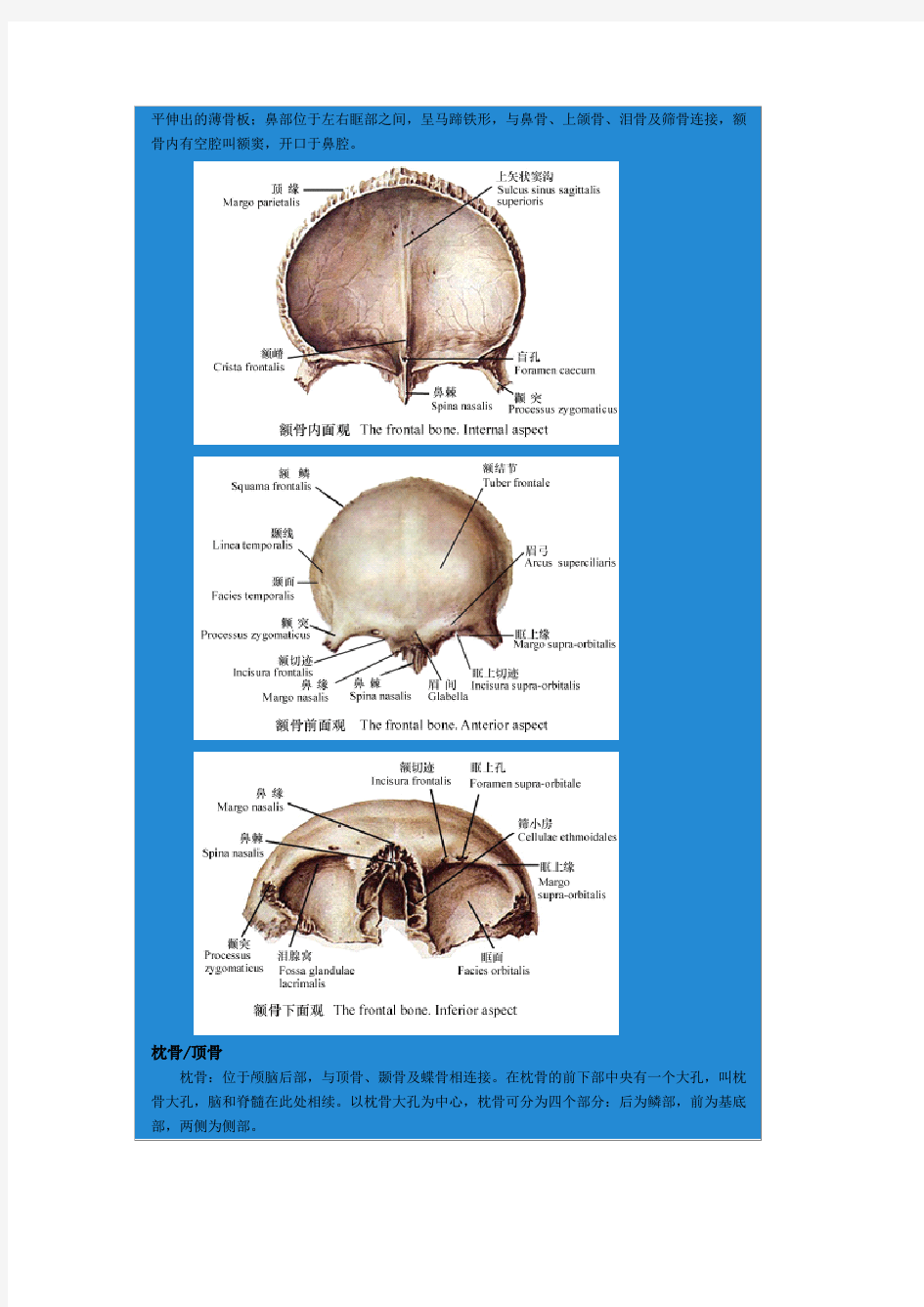 头部骨骼结构(附图)