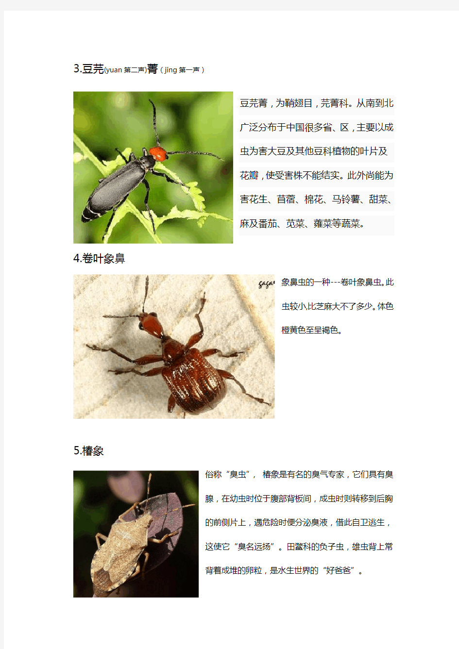 (完整版)昆虫名字+图片