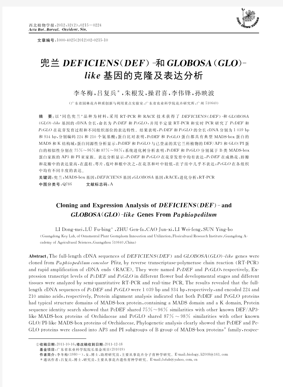 兜兰DEFICIENS_DEF_和GLOB_省略_SA_GLO_like基因的克