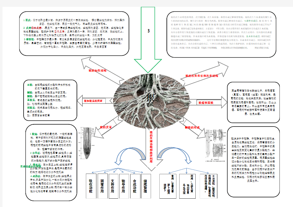 植物学根茎叶思维结构导图