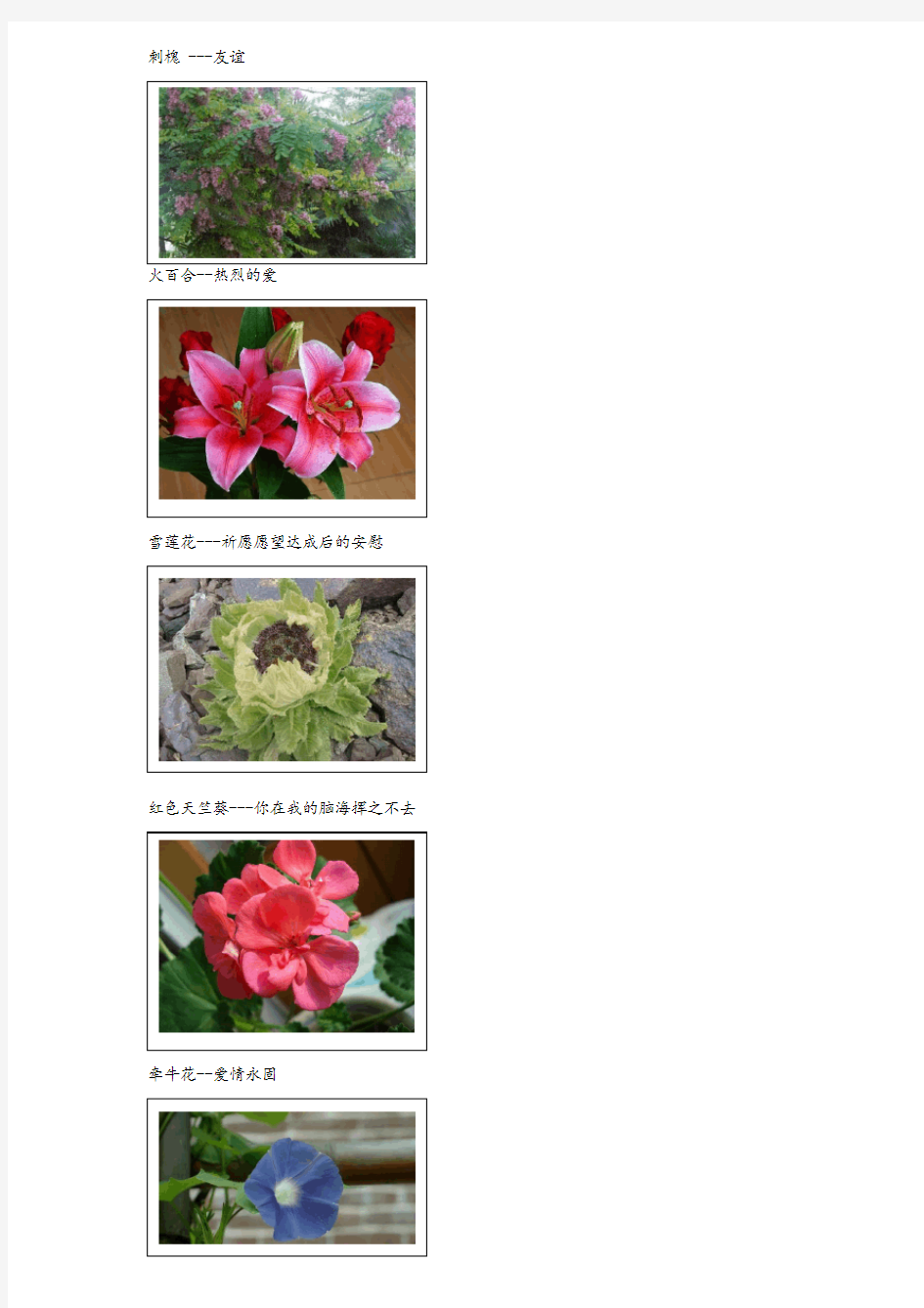 100种花地花语和图片