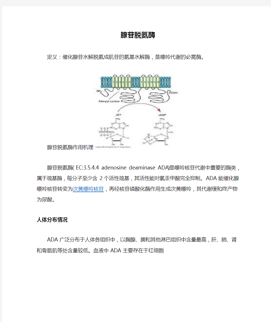 腺苷脱氨酶