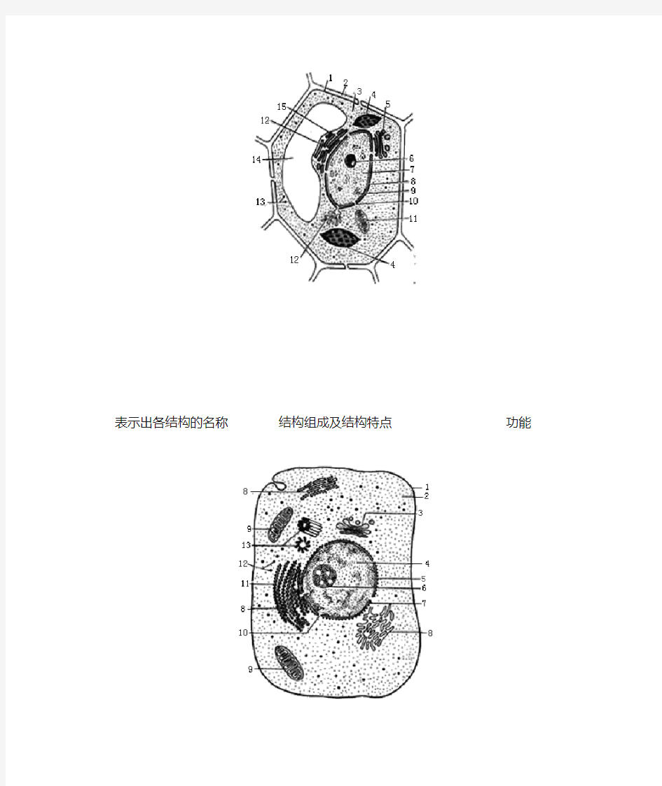 动植物细胞亚显微结构图[1]