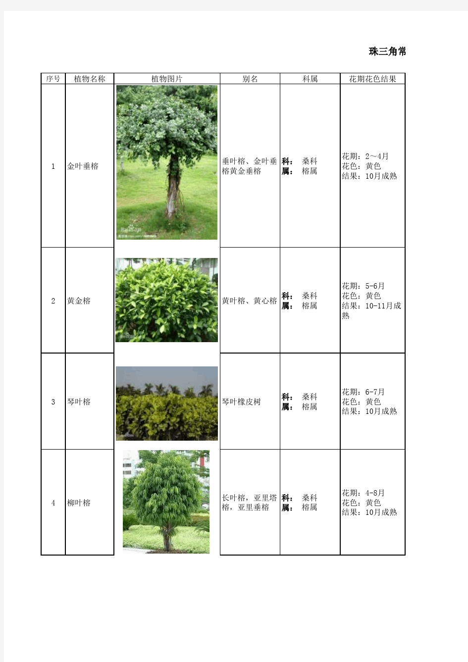 常见园林植物——观叶灌木