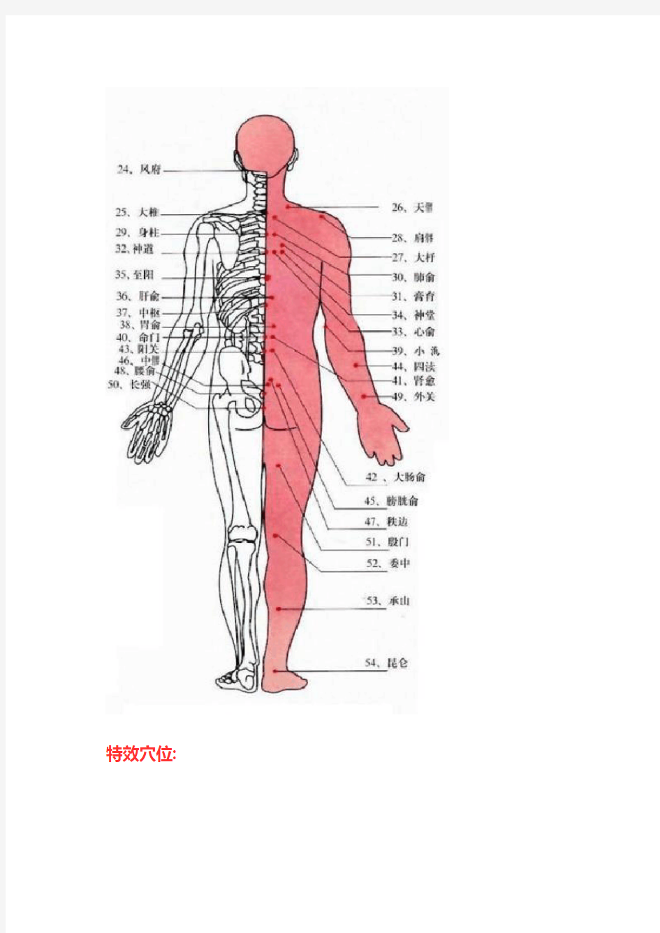 人体常用穴位