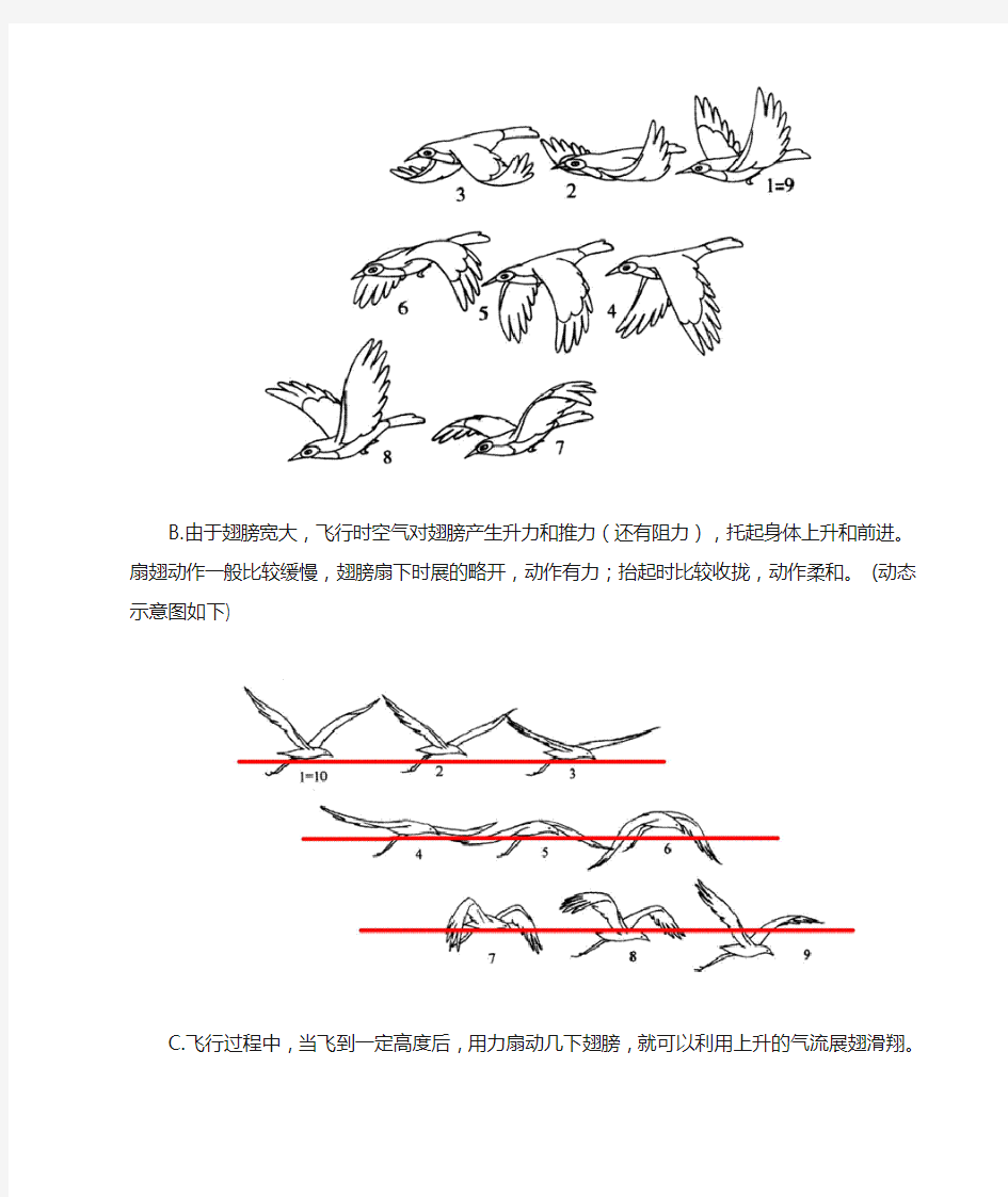 鸟类动物飞行运动规律