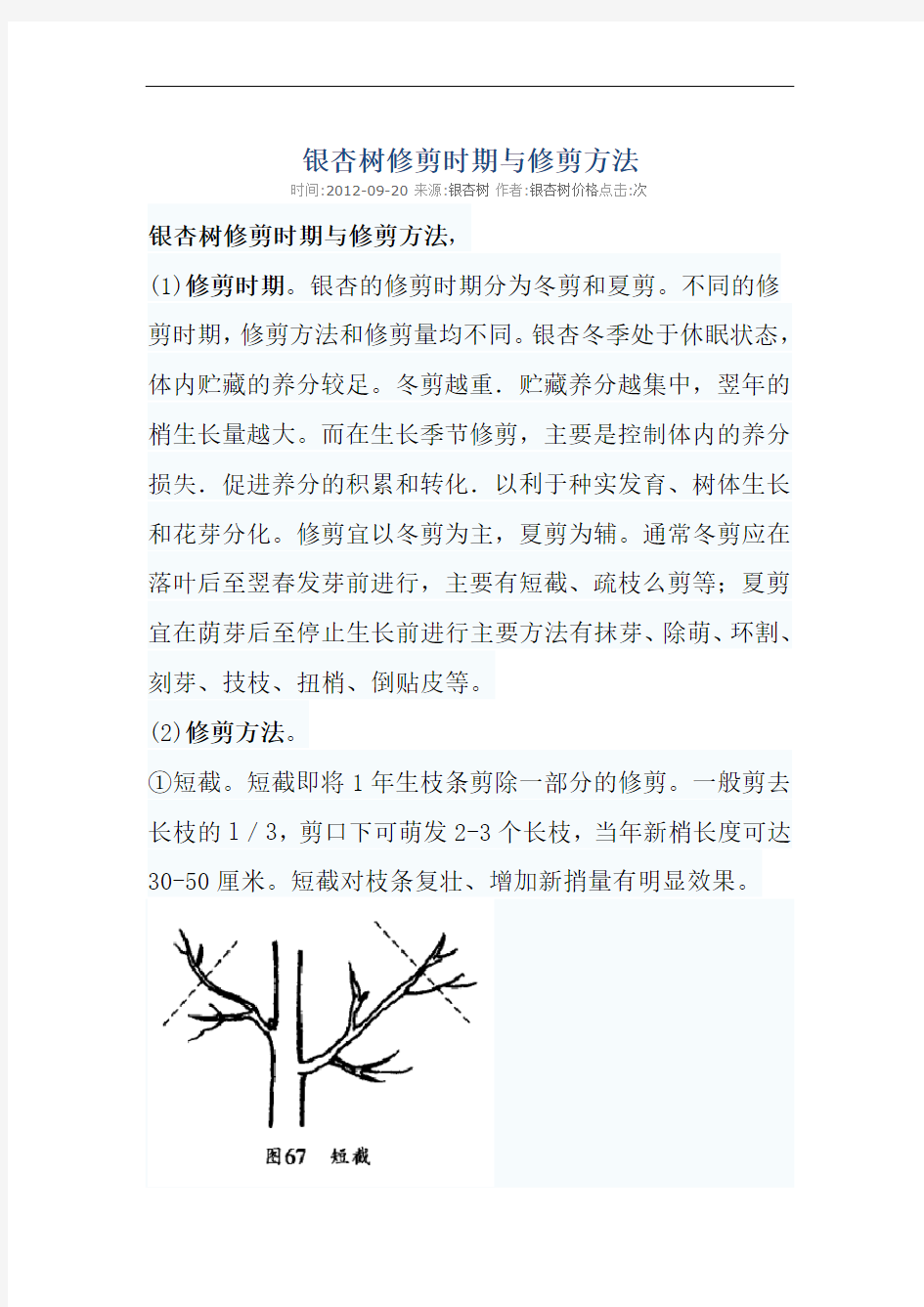 银杏树修剪时间与方法