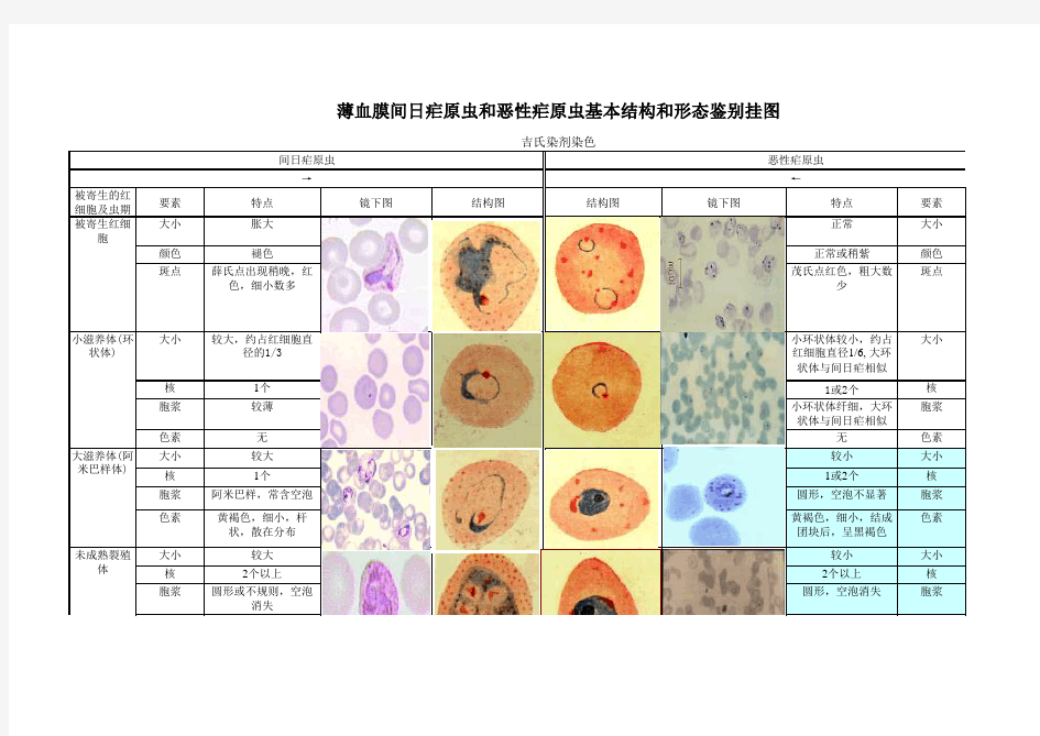 薄血膜间日疟原虫和恶性疟原虫基本结构和形态鉴别挂图
