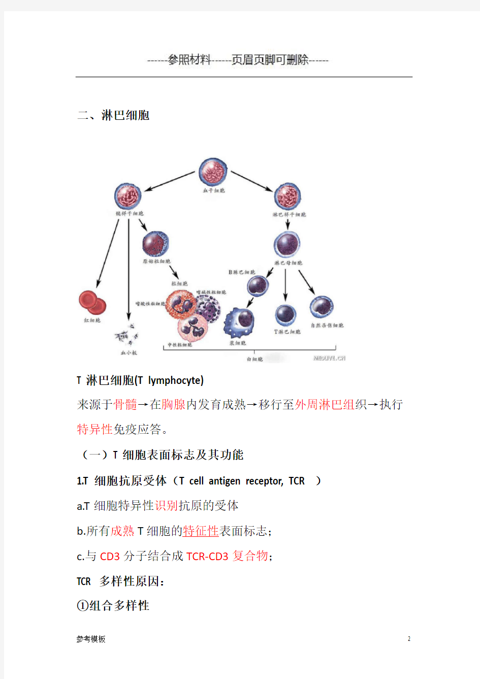 T细胞和B细胞(仅供参考)