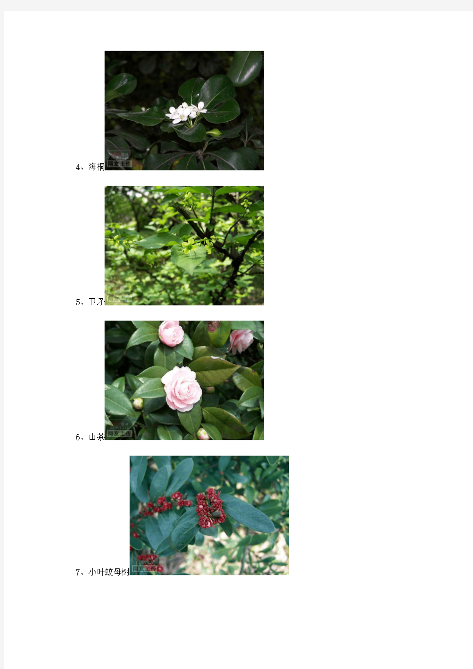 常见园林绿化植物图谱2011