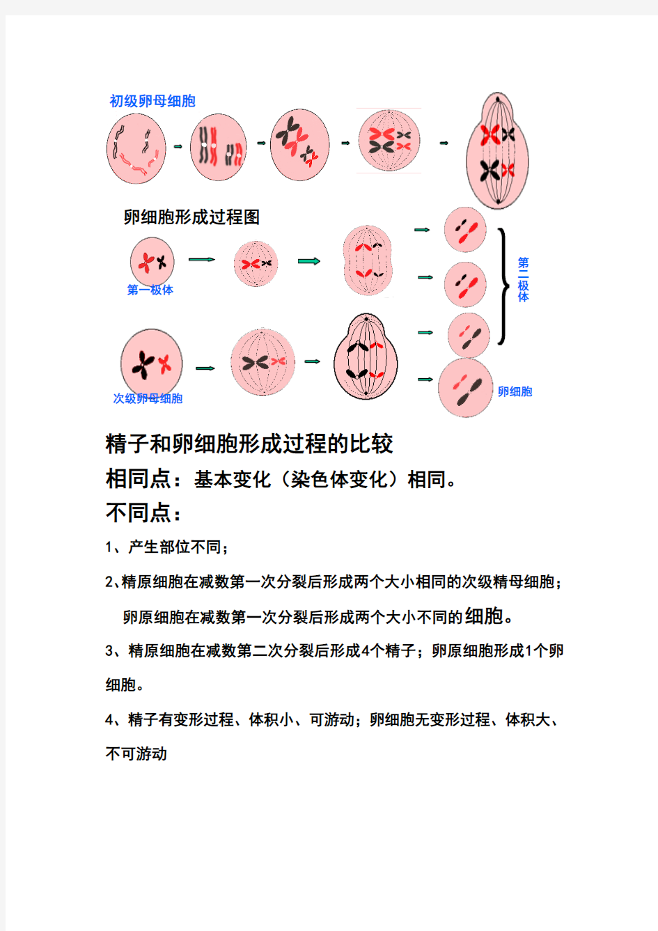 减数分裂,和有丝分裂,图像怎样区分呀