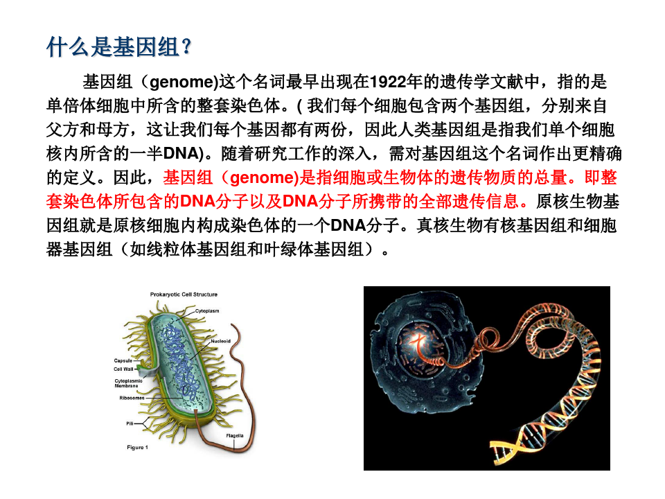 第六讲 基因组与生物信息学(课件)