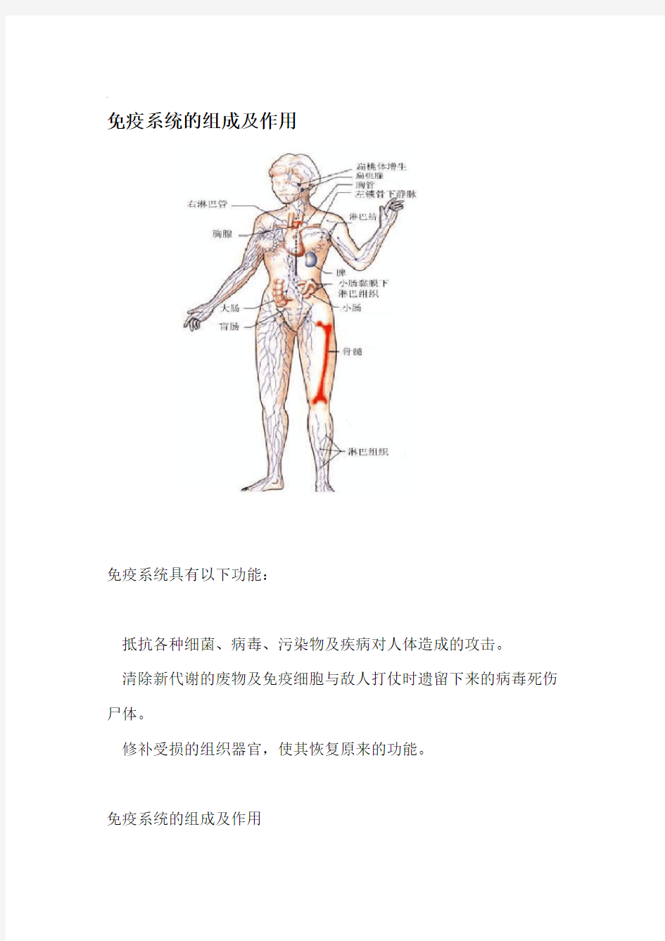 免疫系统的组成及作用