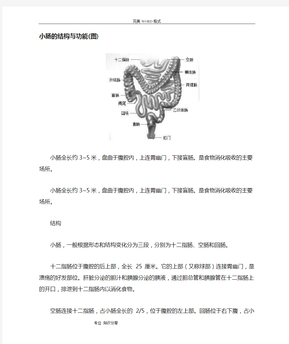 小肠的结构和功能(图)