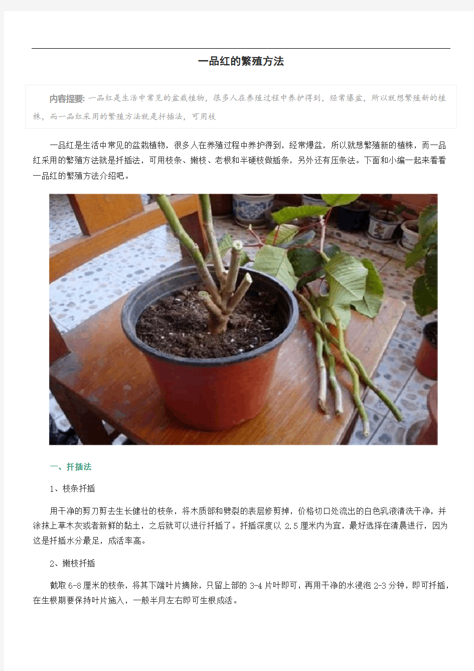 一品红的繁殖方法