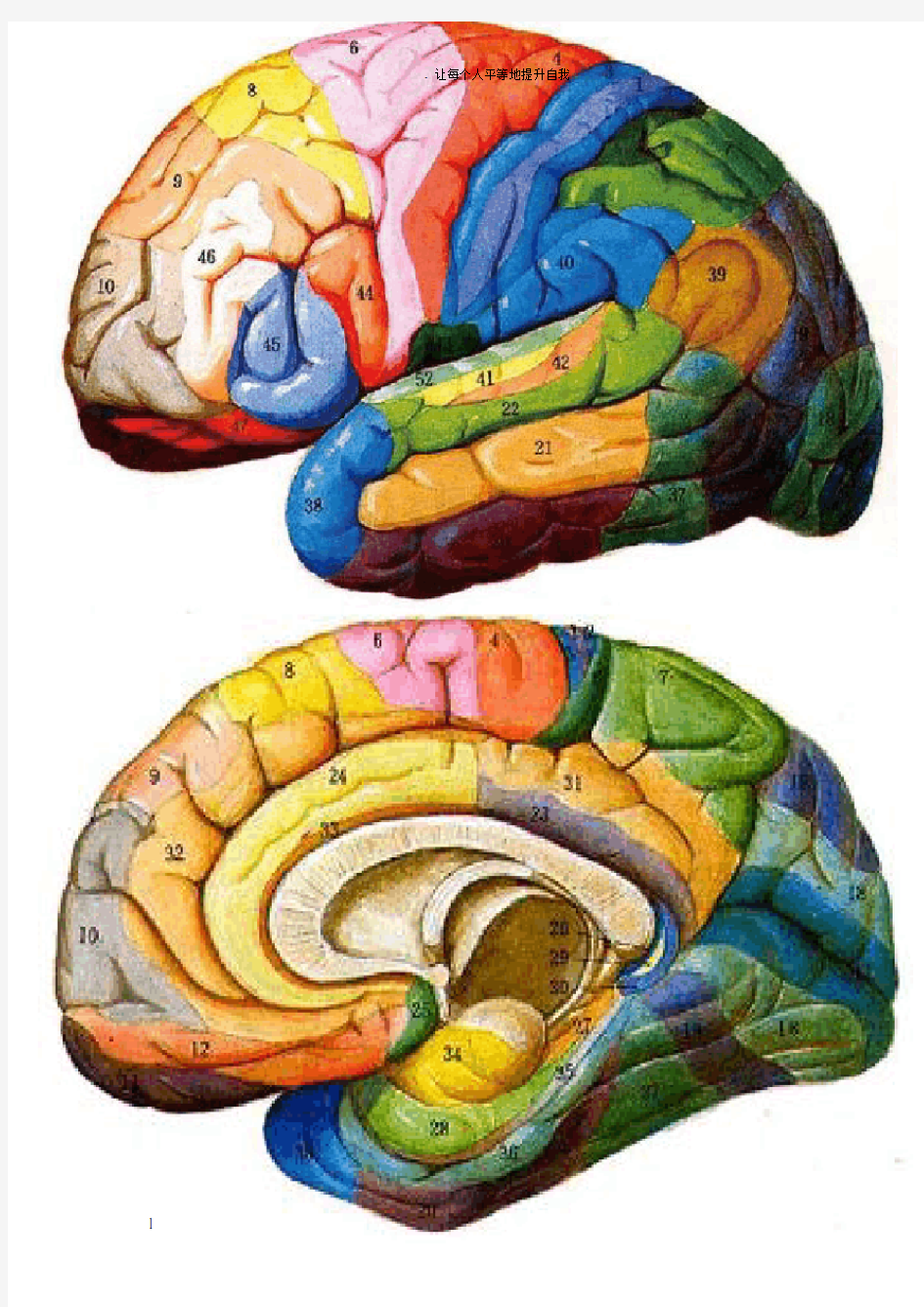 大脑布罗德曼分区系统及各区的位置及功能简介