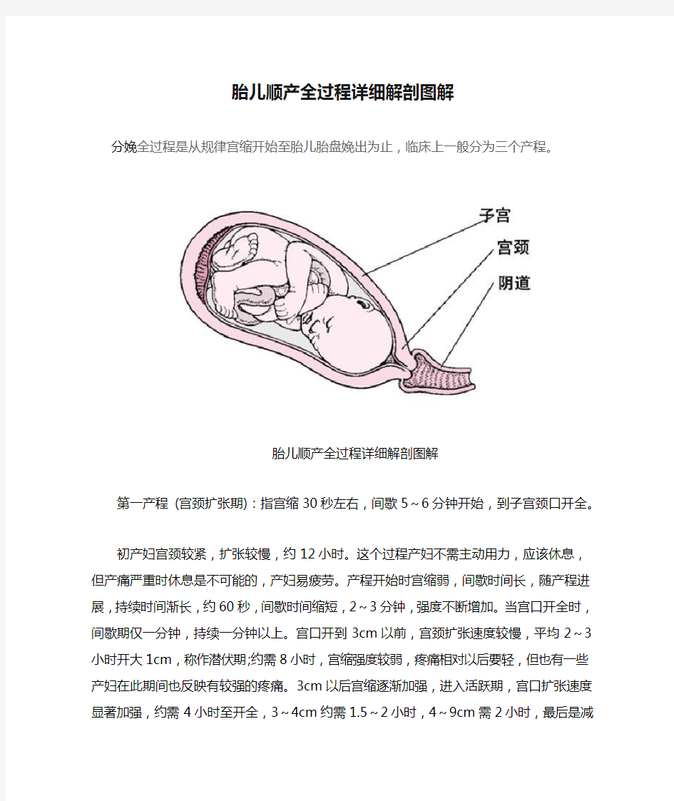 胎儿顺产全过程详细解剖图解