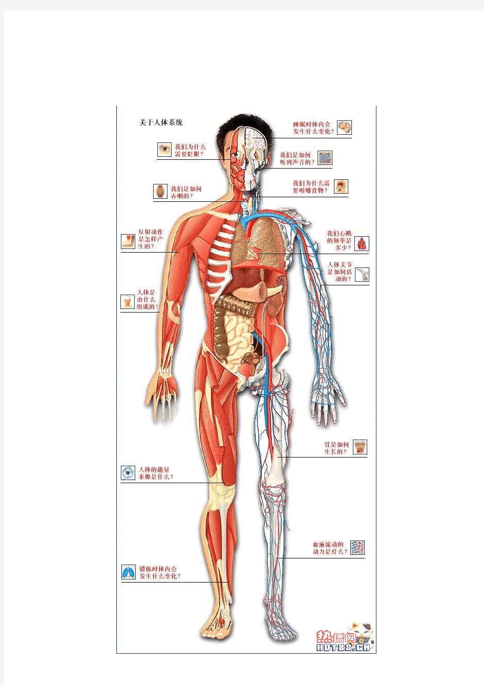 人体的九大系统-骨骼