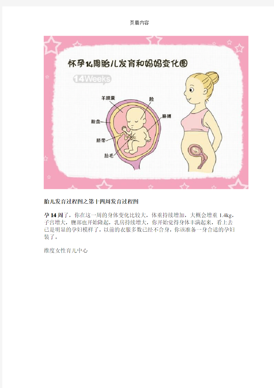 胎儿发育过程图之第十四周发育过程图