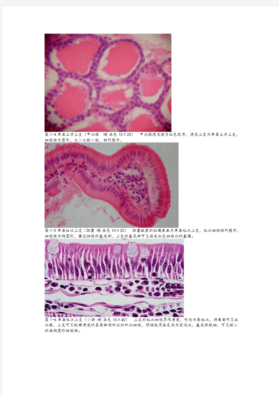 《组织学与胚胎学》图谱详细版(温州医科大学)
