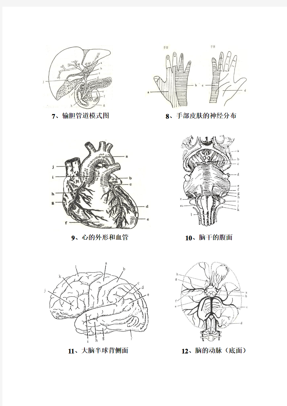 2013-人体解剖学-填图作业(12幅图)-非临床(72学时)