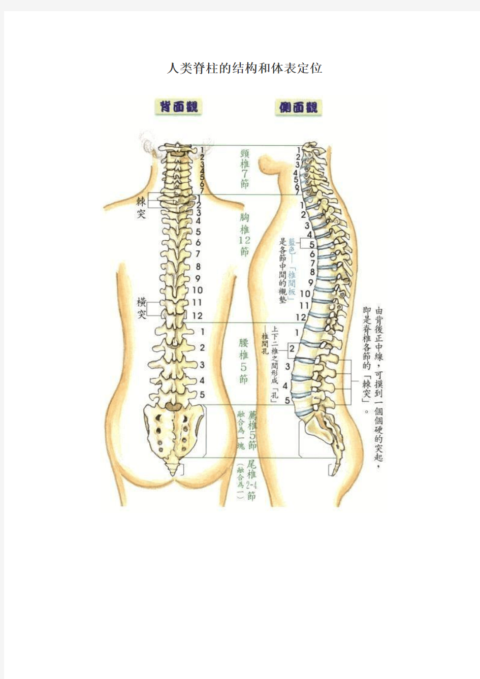 人类脊柱的结构和体表定位