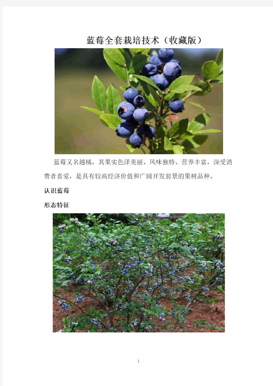 蓝莓全套栽培技术(收藏版)