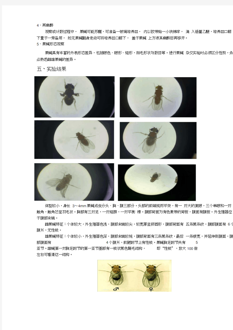 果蠅性狀性別觀察實驗報告(20201223115317)