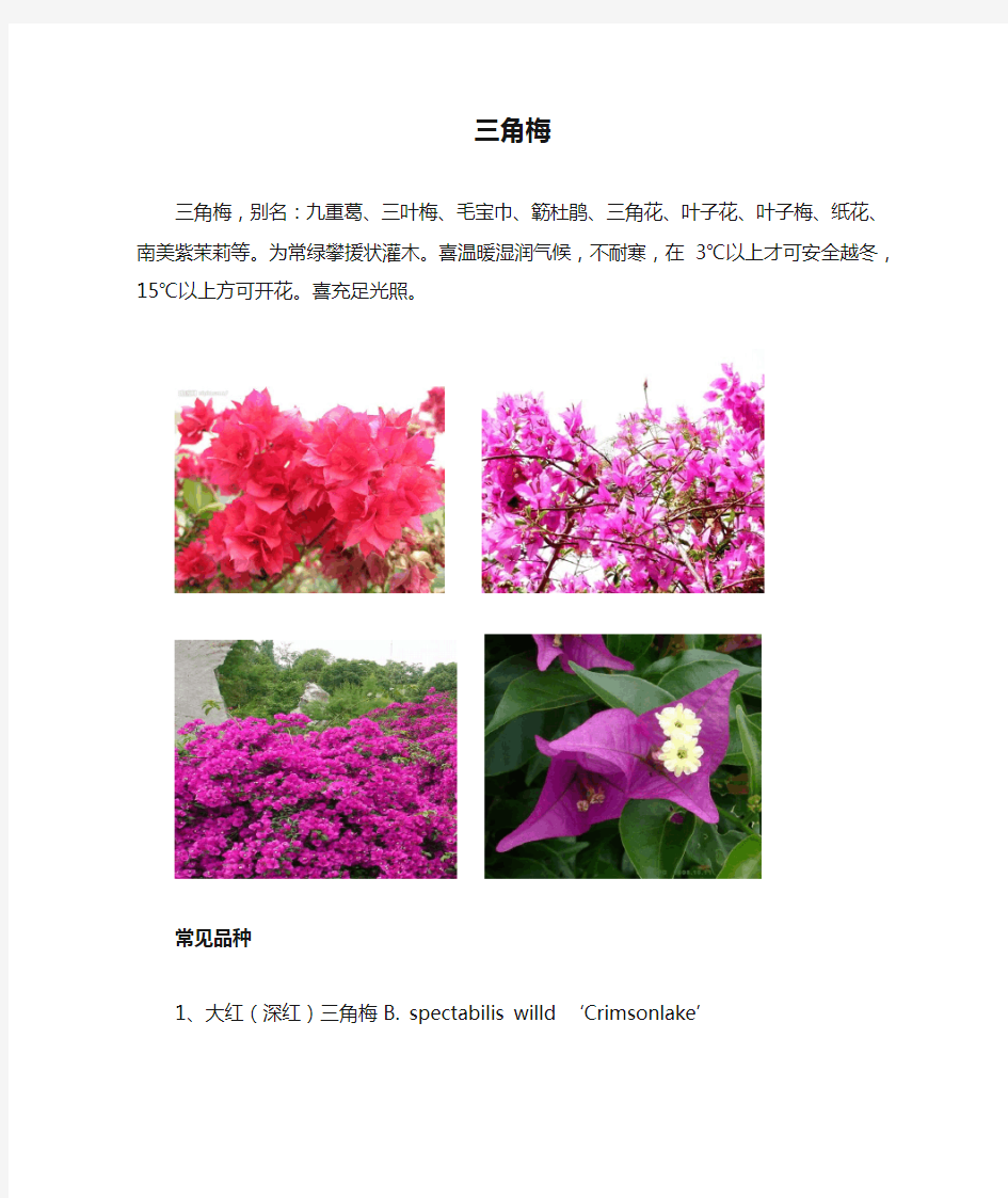 花卉百科三角梅(叶子花)