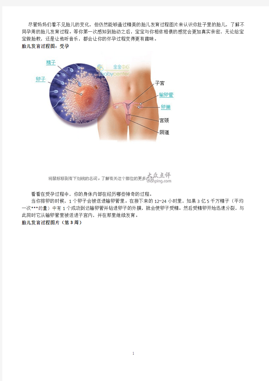 怀孕40周胎儿发育图片