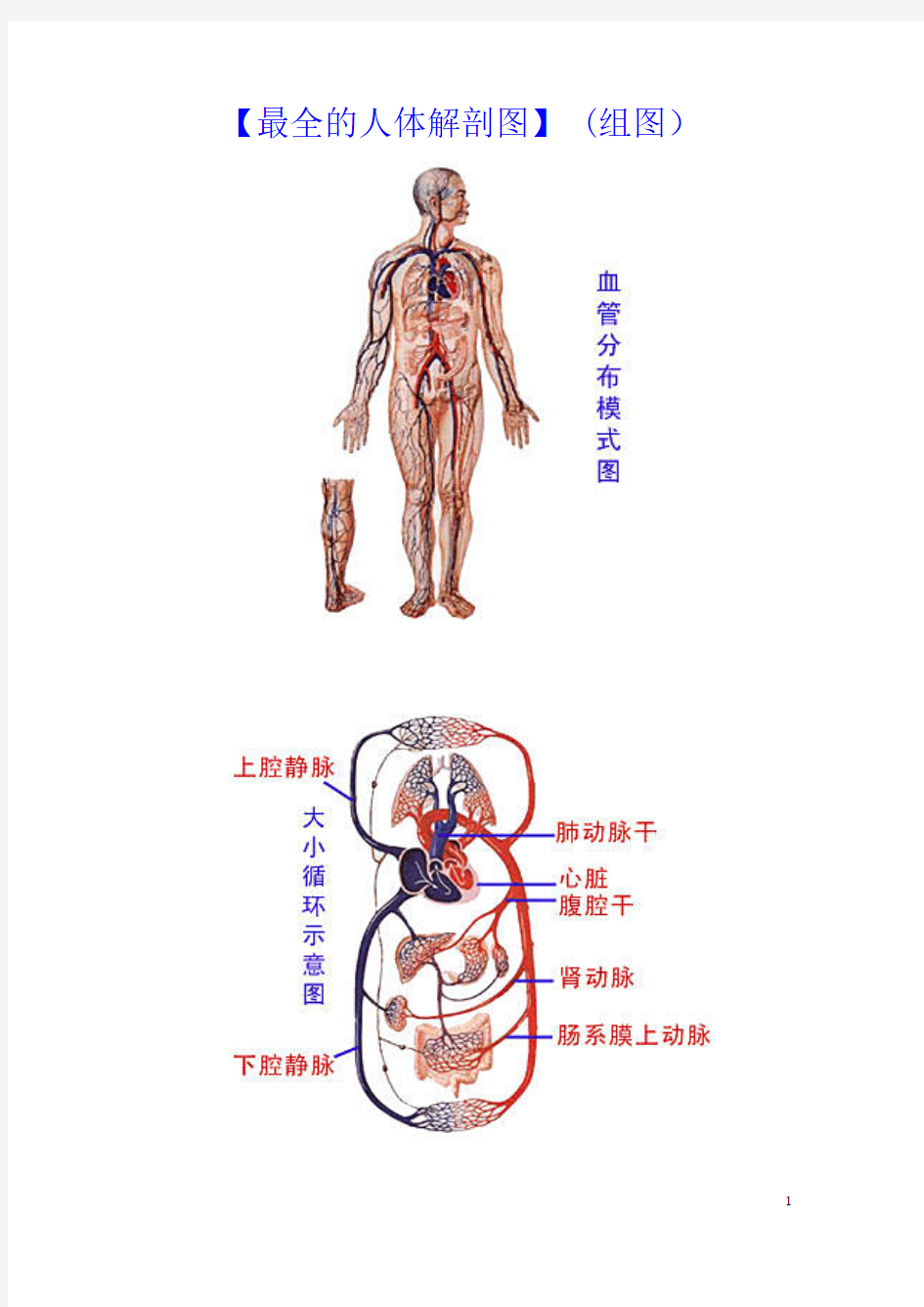 最全的人体解剖图