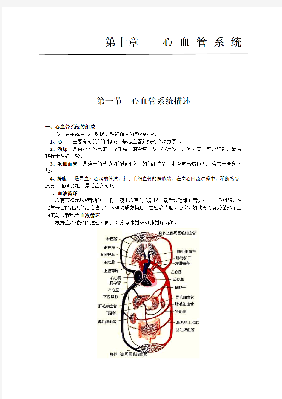 医学笔记：人体解剖学之心血管系统(一)