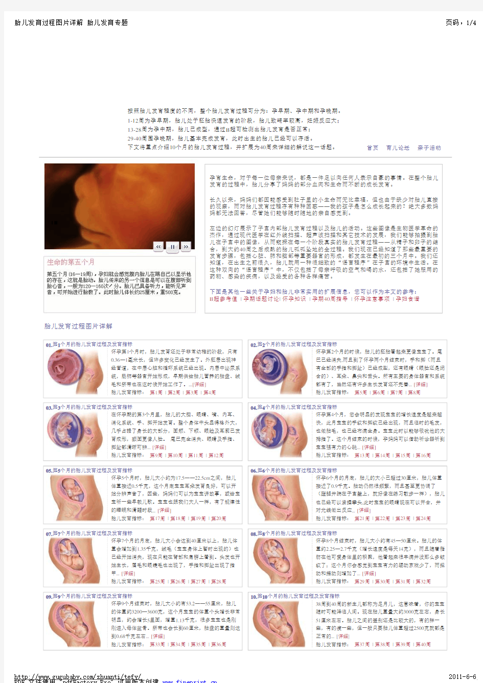 胎儿发育过程图文详解