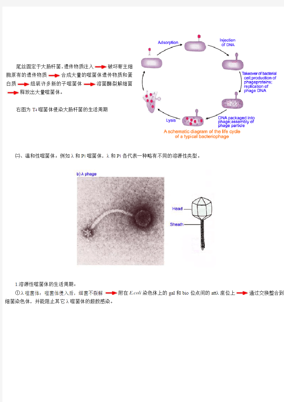噬菌体遗传分析