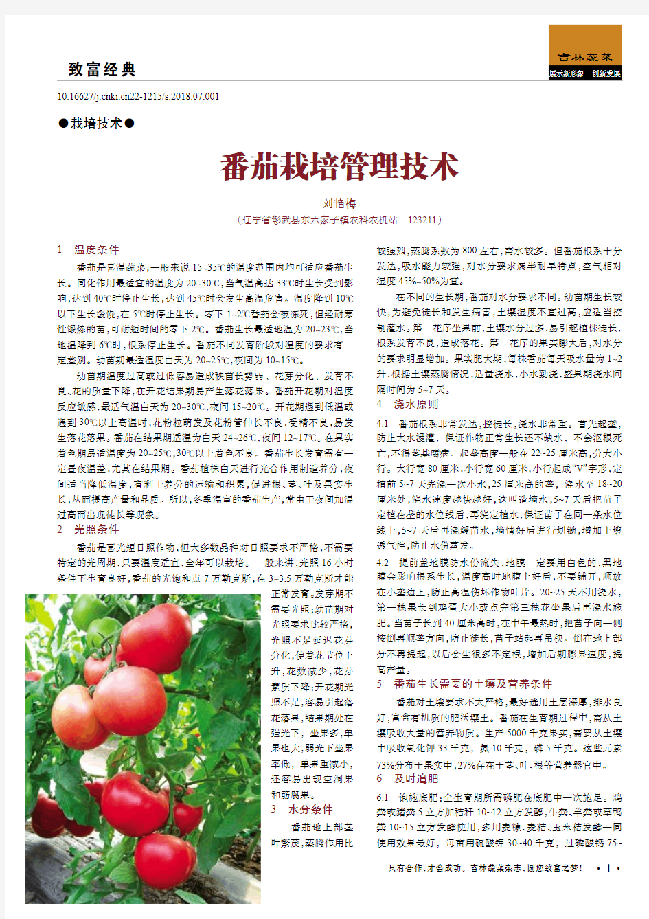 番茄栽培管理技术