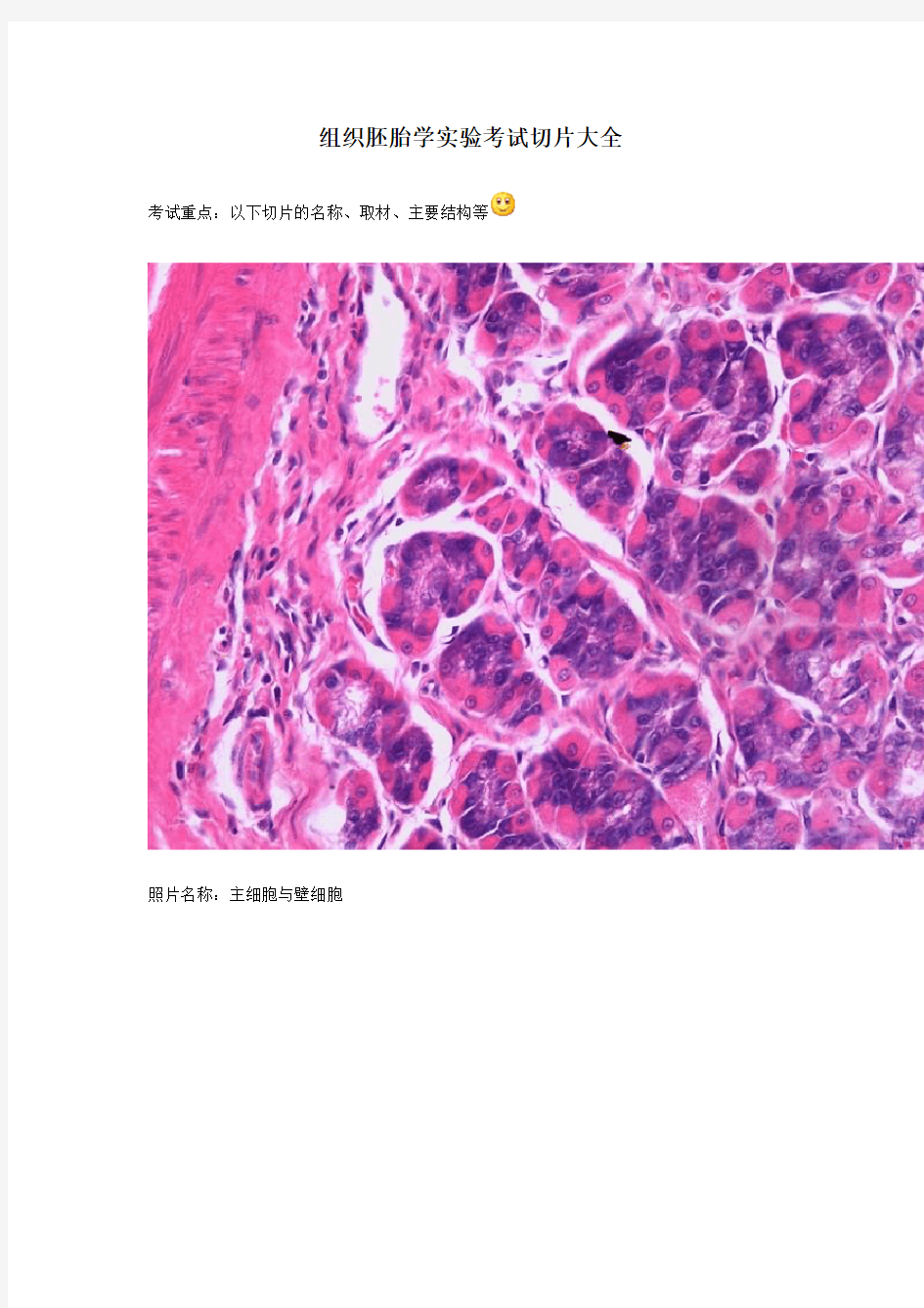 组织胚胎学实验考试切片大全