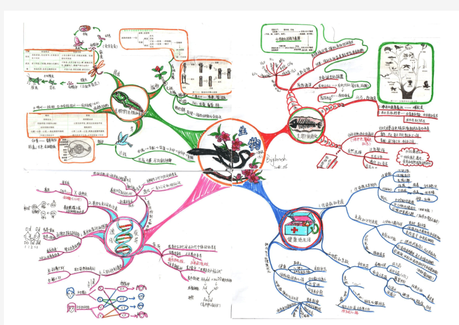 思维导图--八年级生物下