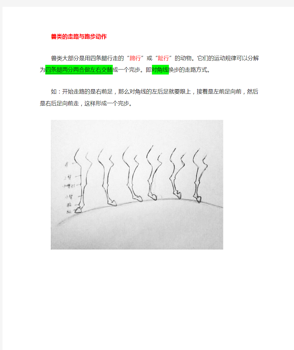 兽类、飞禽、爬行动物运动规律