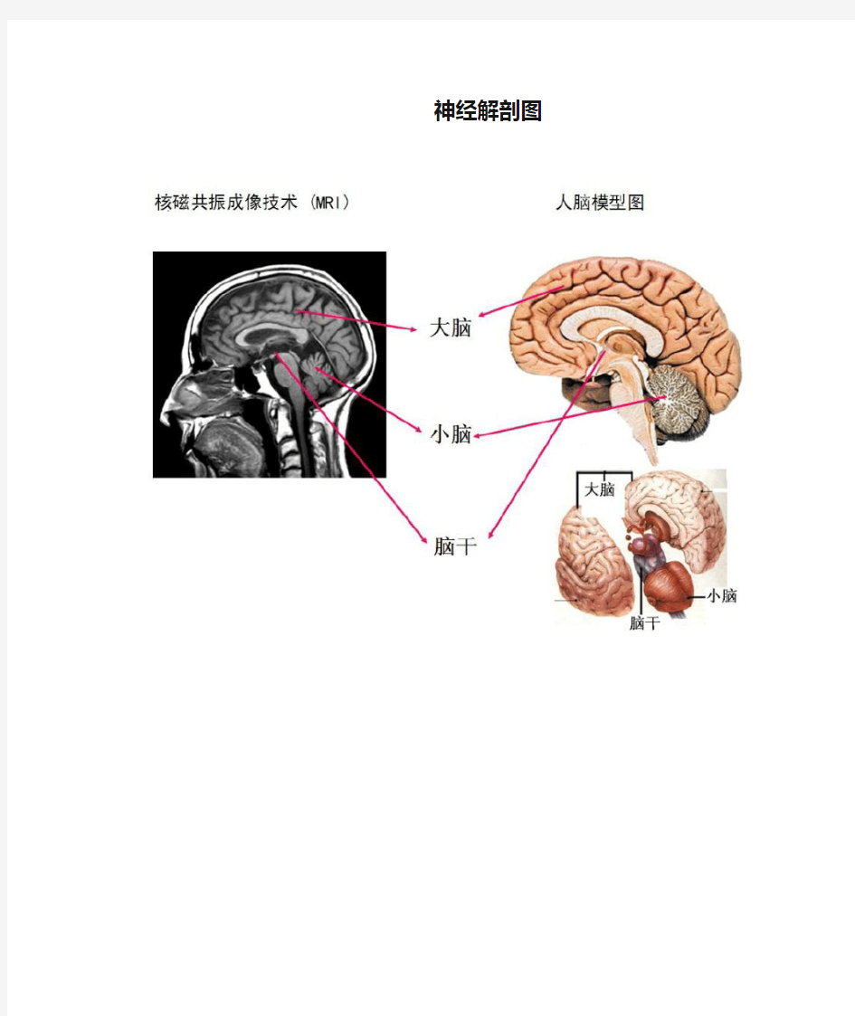 神经解剖图