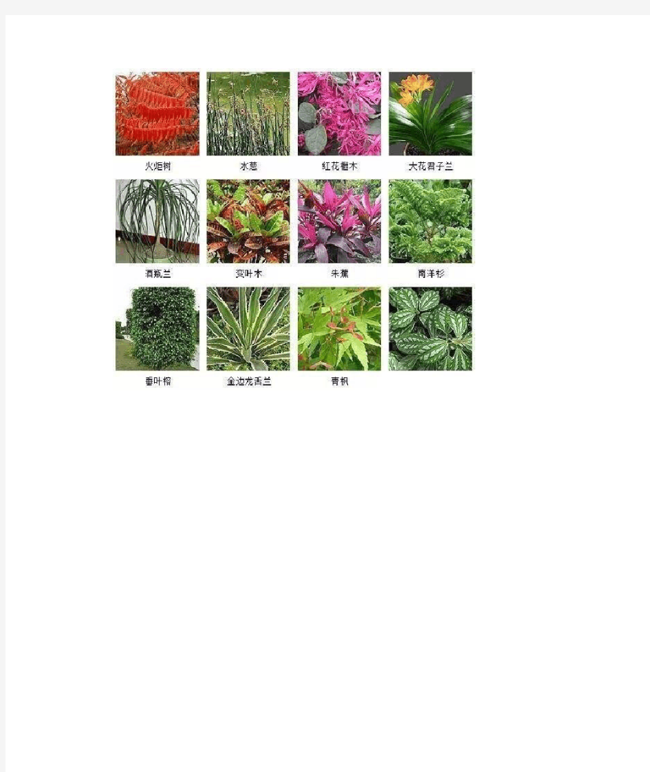 100种常见观叶植物