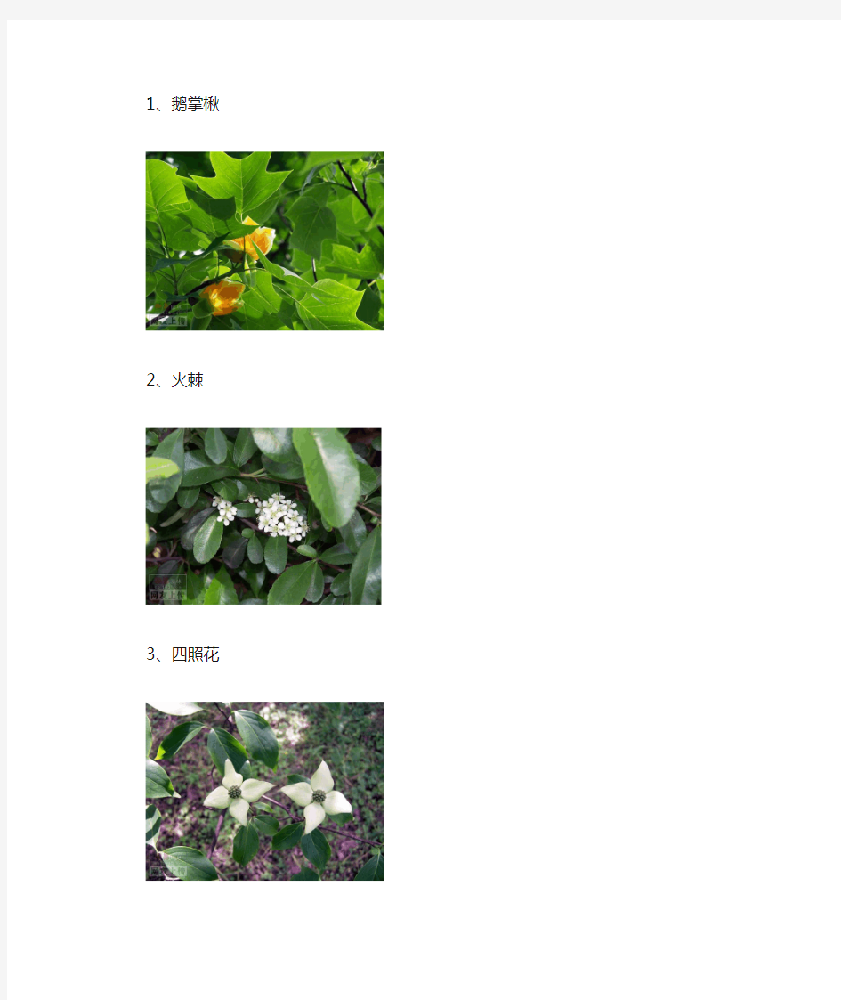 最常见园林植物介绍及配图