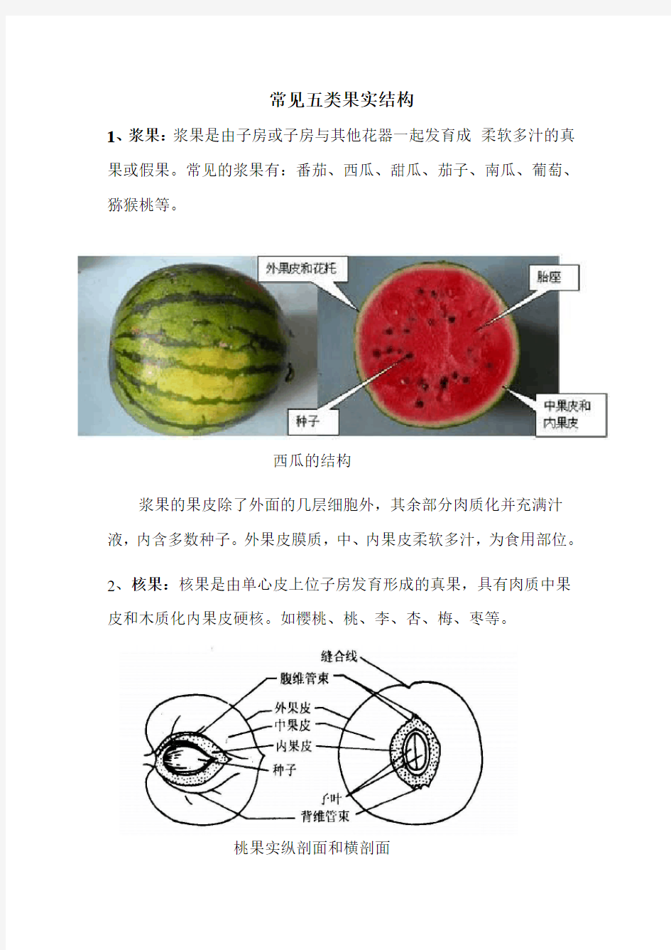 常见五类果实结构