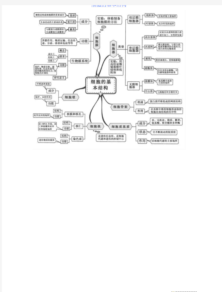 生物思维导图(终)