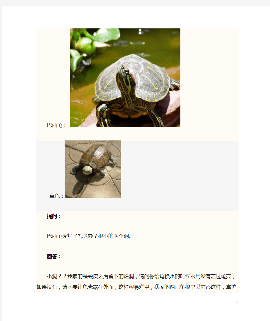 小草龟和巴西龟的区别(养殖经验)
