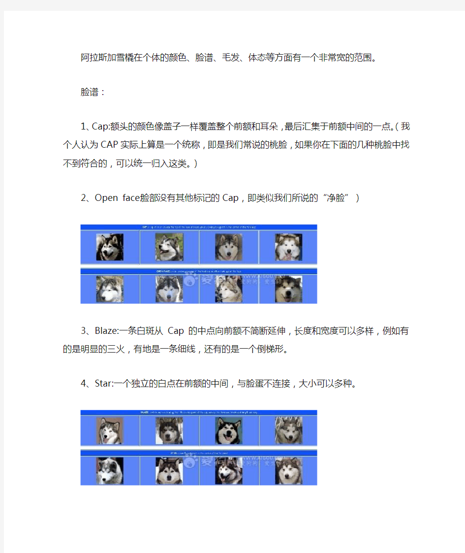 阿拉斯加雪橇犬的10种脸谱、6种斑纹和9种颜色