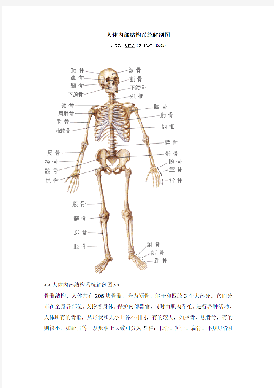 人体内部结构系统解剖图
