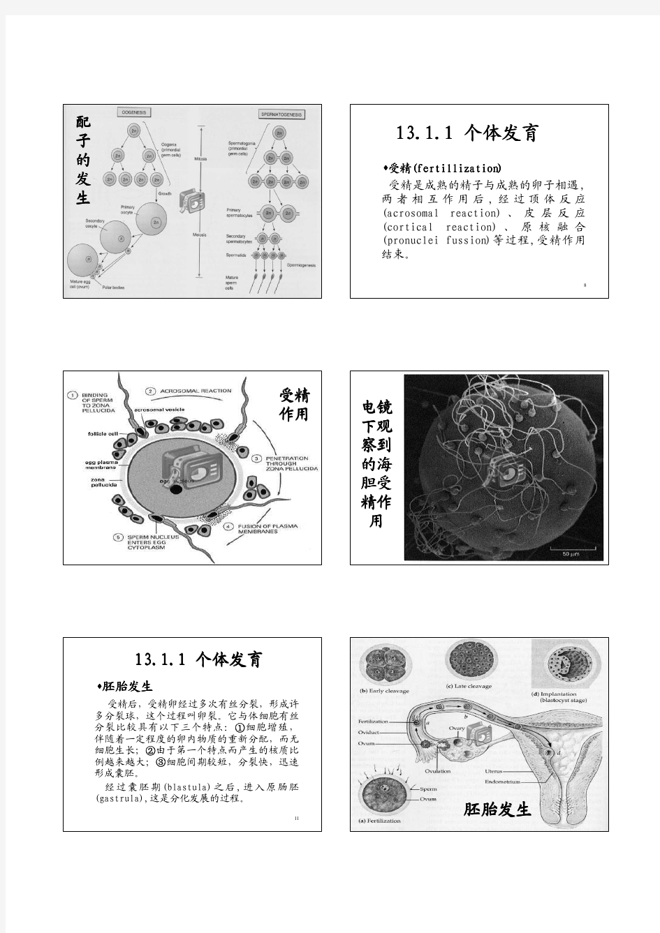中山大学细胞生物学课件(王金发)第13章 (PPTminimizer)