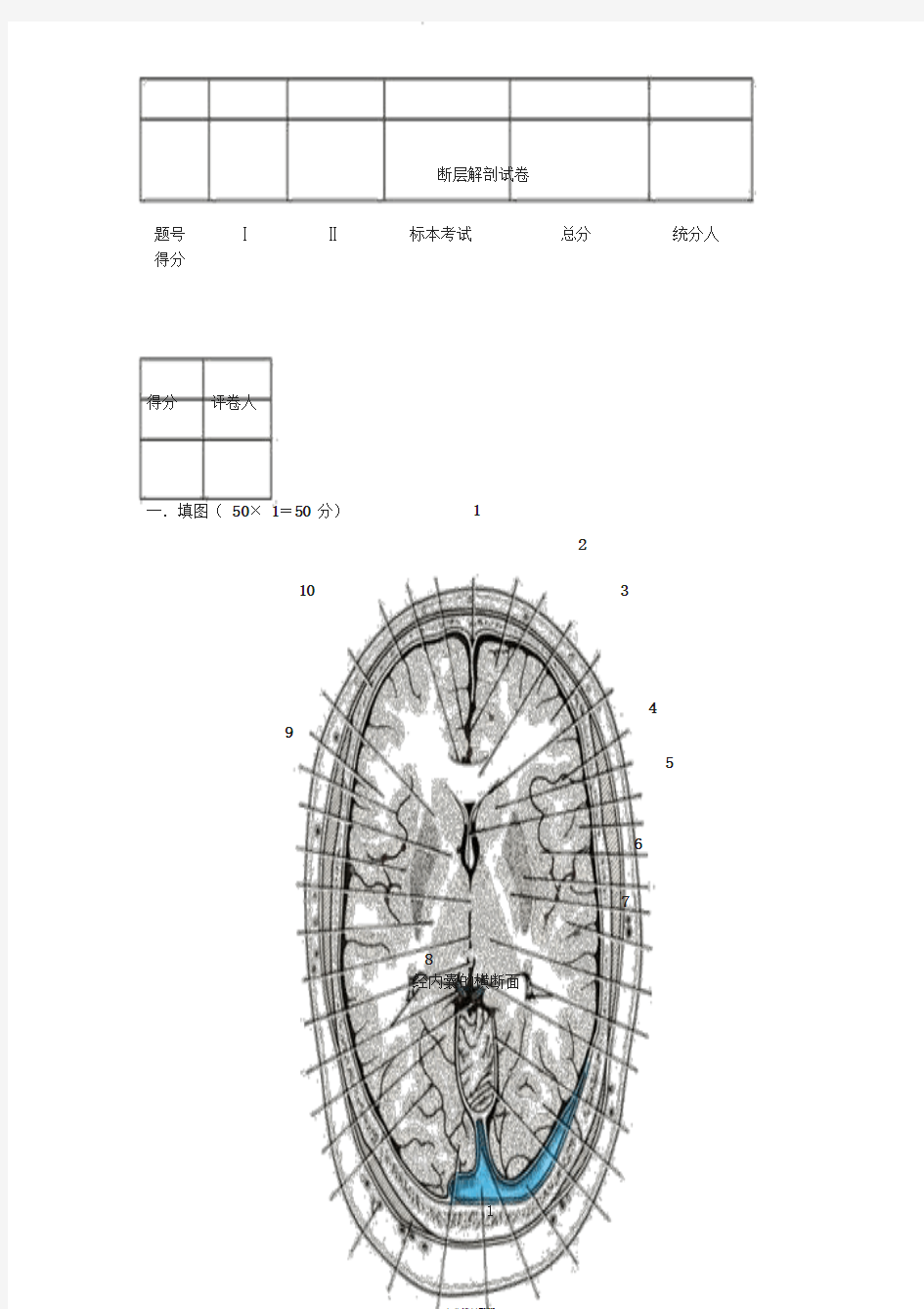 断层解剖学试卷